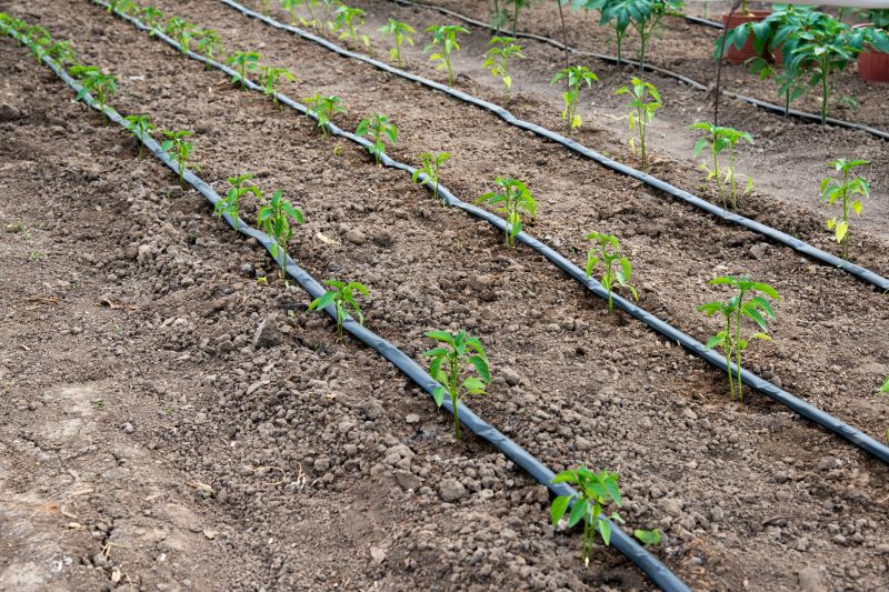 Drip Irrigation